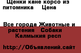 Щенки кане корсо из  питомника! › Цена ­ 65 000 - Все города Животные и растения » Собаки   . Калмыкия респ.